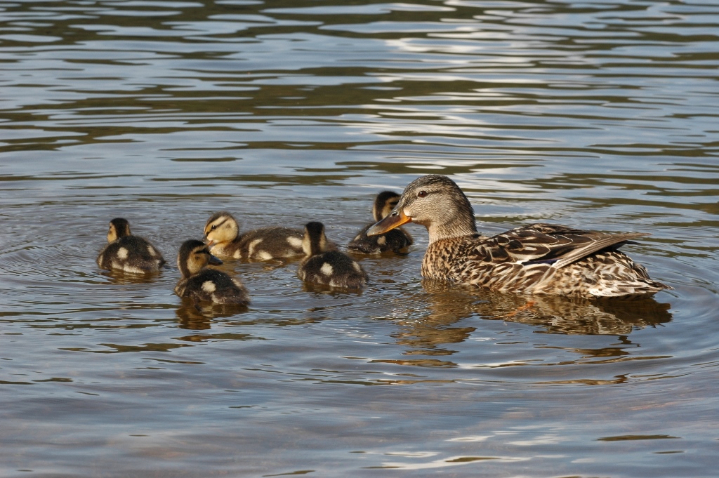 Stockente