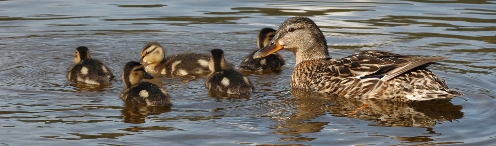 Stockente Pulli