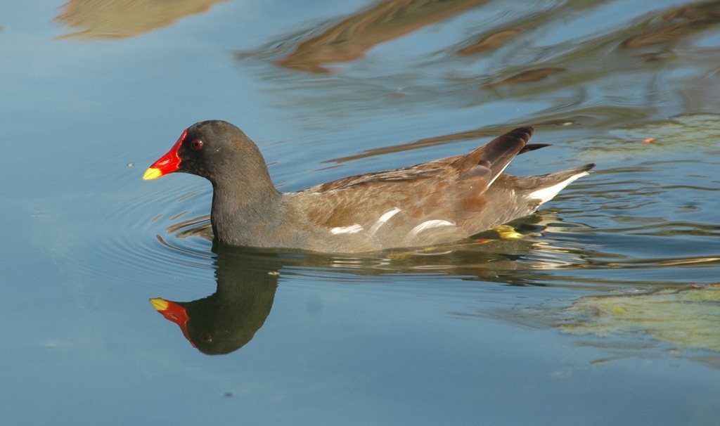 Teichhuhn